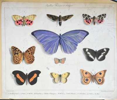 French and Foreign Butterflies, Engraved by Villain by Madame Feraud